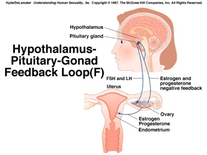 Hypothalamus-Pituitary-Gonad Feedback Loop